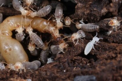 Diversificação das Dietas dos Cupins: Como Modificações Genômicas Tornaram Isso Possível