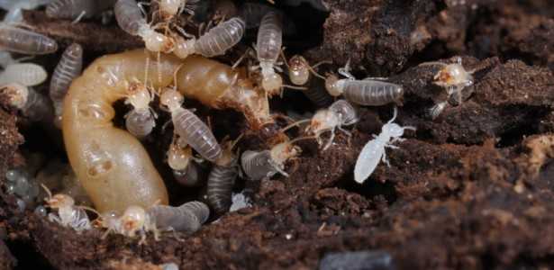 Diversificação das Dietas dos Cupins: Como Modificações Genômicas Tornaram Isso Possível