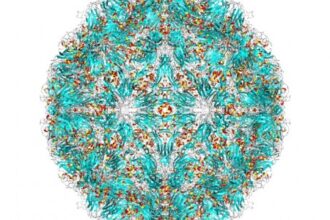 Vírus do Resfriado Se Oculta e Multiplica nas Amígdalas e Adenoides Mesmo em Indivíduos Assintomáticos