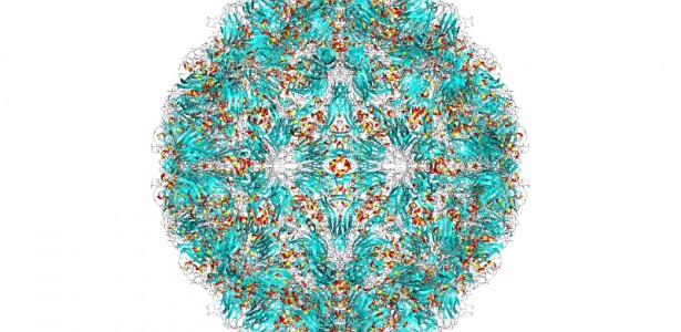 Vírus do Resfriado Se Oculta e Multiplica nas Amígdalas e Adenoides Mesmo em Indivíduos Assintomáticos