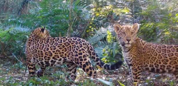 Redução de Presas Aumenta Risco de Extinção da Onça-Pintada na Mata Atlântica