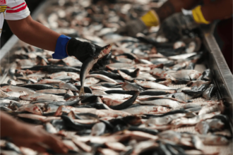 Exportação de pescados do Brasil pode alcançar US$ 600 mi com EUA