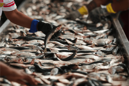 Exportação de pescados do Brasil pode alcançar US$ 600 mi com EUA