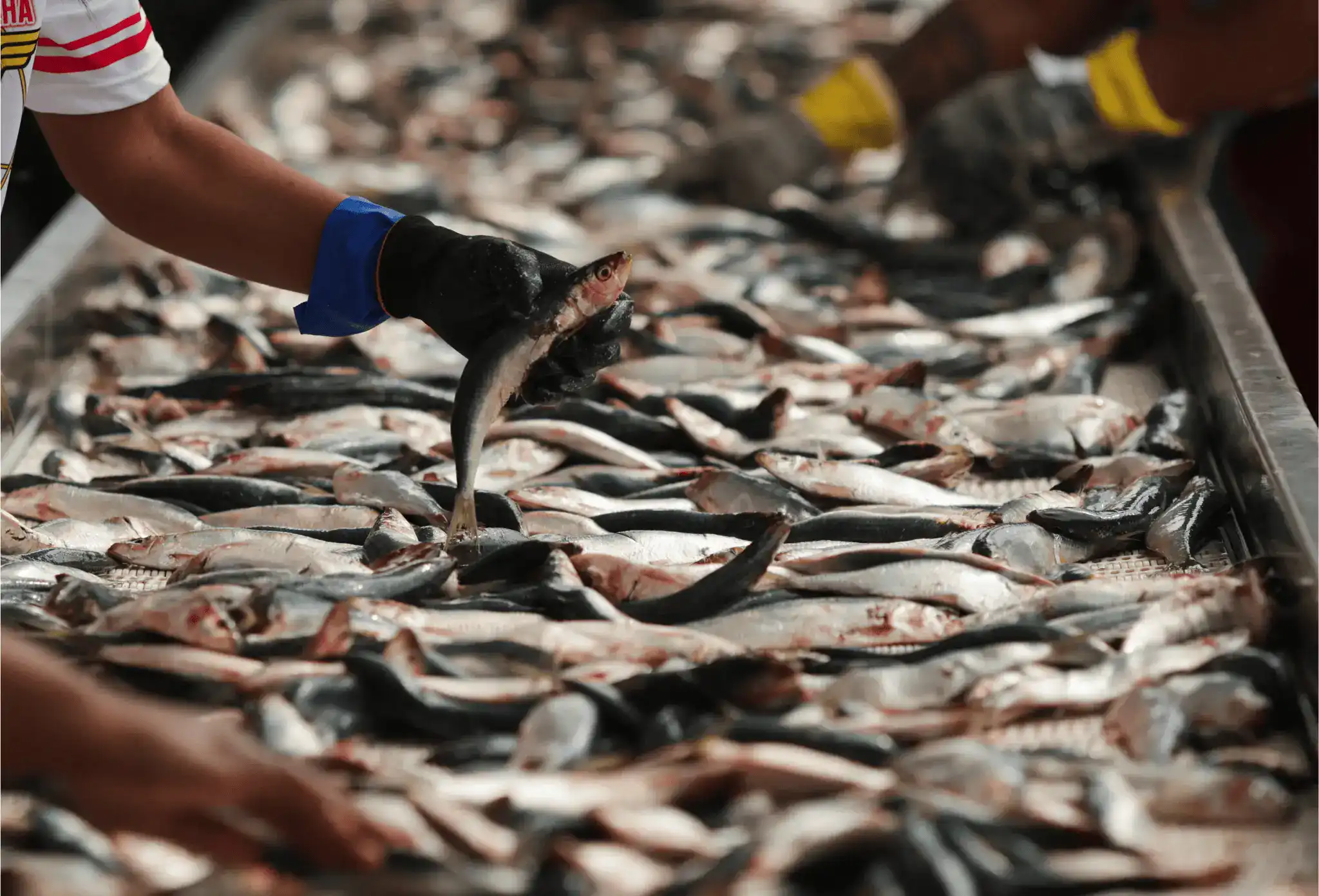 Exportação de pescados do Brasil pode alcançar US$ 600 mi com EUA
