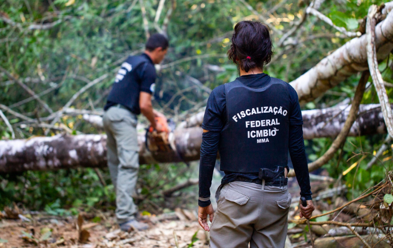 Desmatamento e Violência: Como a Fiscalização Pode Interromper o Ciclo