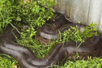 Sucuri gigante resgatada em Belém: o surpreendente encontro na porta de casa