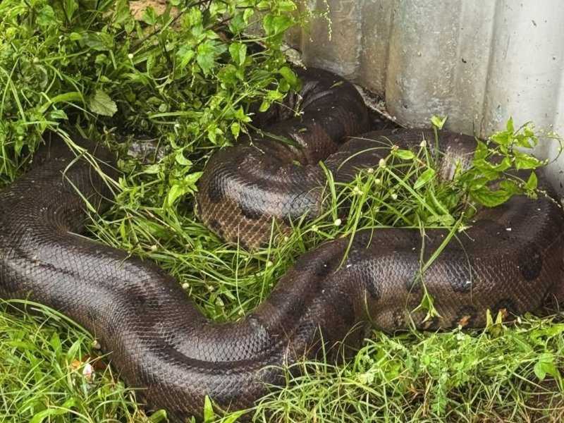 Sucuri gigante resgatada em Belém: o surpreendente encontro na porta de casa