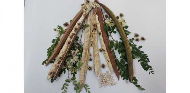 Planta Comum no Brasil: Semente Revela Potencial na Remoção de Microplásticos da Água