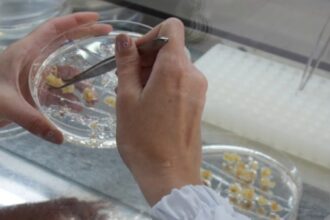 Estudo Revela Regiões do Genoma para Desenvolvimento de Milho Resistente à Seca