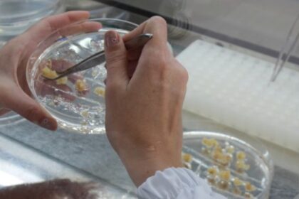 Estudo Revela Regiões do Genoma para Desenvolvimento de Milho Resistente à Seca