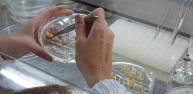 Estudo Revela Regiões do Genoma para Desenvolvimento de Milho Resistente à Seca