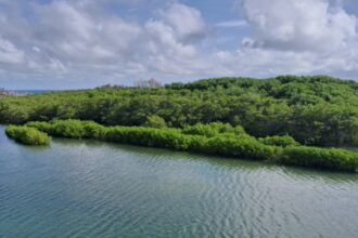 Índice Inovador Avalia a Saúde do Solo em Manguezais, Revelam Pesquisadores