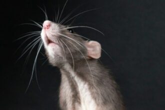 Estudo Revela que Estresse na Adolescência Causa Alterações Cerebrais Duradouras em Ratos