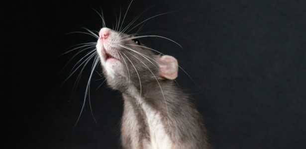 Estudo Revela que Estresse na Adolescência Causa Alterações Cerebrais Duradouras em Ratos