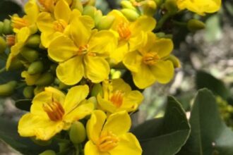 Impacto das Mudanças Climáticas na Floração e Frutificação de Espécies do Cerrado