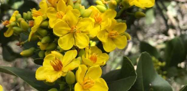 Impacto das Mudanças Climáticas na Floração e Frutificação de Espécies do Cerrado