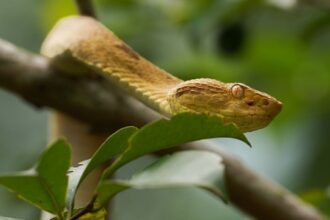 Descoberta do Genoma Completo da Jararaca-Ilhoa: Evolução dos Genes das Toxinas do Veneno