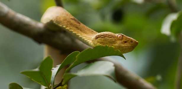 Descoberta do Genoma Completo da Jararaca-Ilhoa: Evolução dos Genes das Toxinas do Veneno