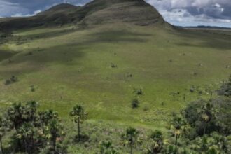 Estudo Revela que Áreas Úmidas do Cerrado Armazenam Mais Carbono do que Florestas Amazônicas