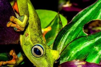 Pesquisa Revela Fatores que Aumentam a Diversidade de Anfíbios em Ilhas Marinhas