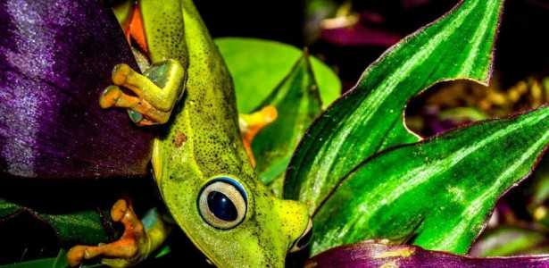 Pesquisa Revela Fatores que Aumentam a Diversidade de Anfíbios em Ilhas Marinhas