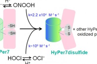 Estudo Revela Limitações na Detecção de Peróxido de Hidrogênio em Células com Ferramenta Específica