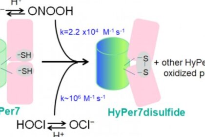 Estudo Revela Limitações na Detecção de Peróxido de Hidrogênio em Células com Ferramenta Específica