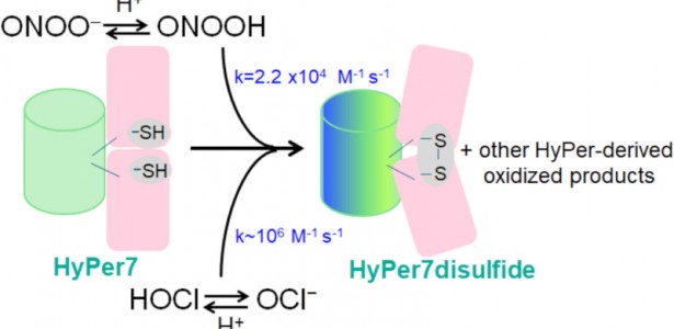 Estudo Revela Limitações na Detecção de Peróxido de Hidrogênio em Células com Ferramenta Específica