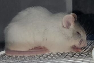 Como a Solidão Aumenta a Dor Física nas Mulheres: Estudos Revelam Efeitos Mais Intensos