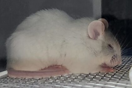 Como a Solidão Aumenta a Dor Física nas Mulheres: Estudos Revelam Efeitos Mais Intensos