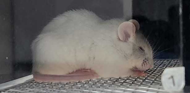 Como a Solidão Aumenta a Dor Física nas Mulheres: Estudos Revelam Efeitos Mais Intensos