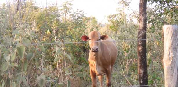 Uso de Gado em Sistema Rotacionado: Controle de Plantas Invasoras e Restauração do Cerrado