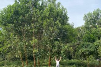 Como a Fertilização com Terra Preta da Amazônia Pode Aumentar o Diâmetro das Árvores em Até 88%