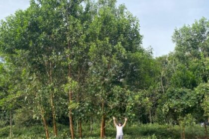 Como a Fertilização com Terra Preta da Amazônia Pode Aumentar o Diâmetro das Árvores em Até 88%