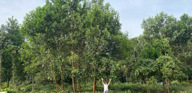 Como a Fertilização com Terra Preta da Amazônia Pode Aumentar o Diâmetro das Árvores em Até 88%