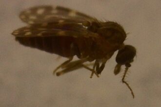 Estudo Revela que Vírus Oropouche Infectou Mais de 5 Milhões de Pessoas no Brasil