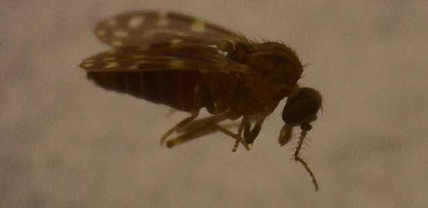 Estudo Revela que Vírus Oropouche Infectou Mais de 5 Milhões de Pessoas no Brasil