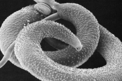 Pesquisa Identifica Alvos Genéticos Promissores no Combate à Esquistossomose