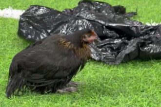 VÍDEO: Torcedores do Bahia jogam galinha no gramado da Fonte Nova durante o Ba-Vi
