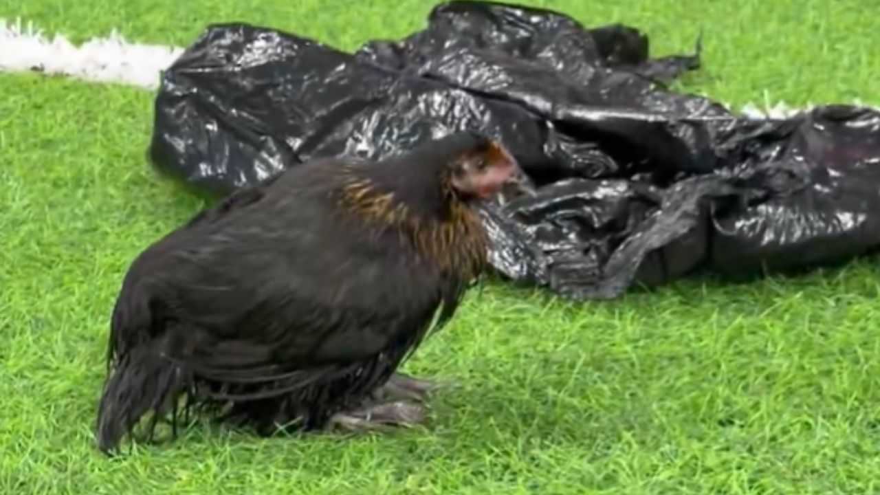 VÍDEO: Torcedores do Bahia jogam galinha no gramado da Fonte Nova durante o Ba-Vi
