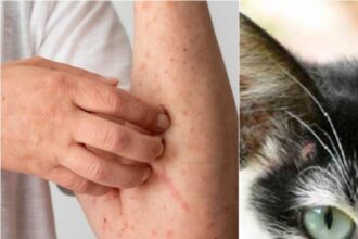 Esporotricose na Bahia: Cresce risco para humanos e animais, descubra por quê