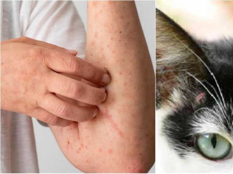 Esporotricose na Bahia: Cresce risco para humanos e animais, descubra por quê