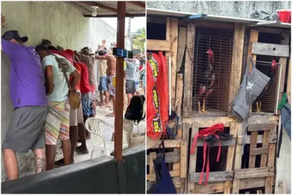 Polícia desmantela rinha de galos e apreende R$ 150 mil em Salvador