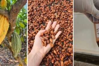 Descubra o Chocolate Amazônico: Sabor Delicioso e Benefícios Nutricionais