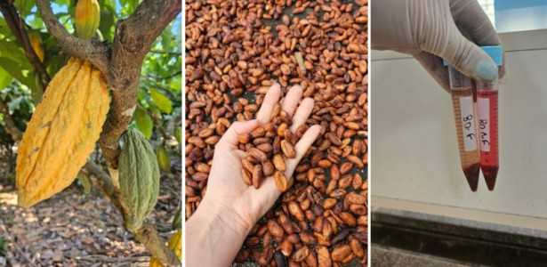 Descubra o Chocolate Amazônico: Sabor Delicioso e Benefícios Nutricionais