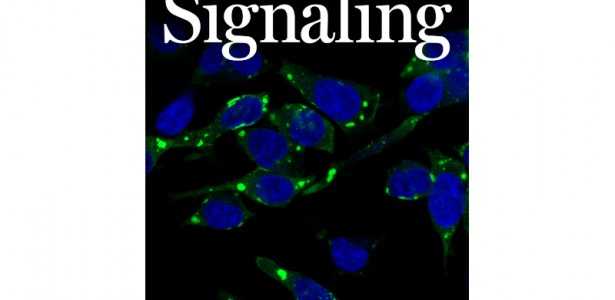 CNPEM Revela Novos Avanços na Compreensão de Transtornos do Neurodesenvolvimento