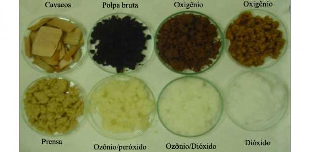 Enzima Fúngica Como Alternativa Ecológica aos Produtos Químicos na Indústria de Papel