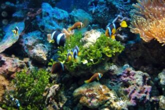 FAPESP Apoia Colaborações Internacionais em Oceanos e Biodiversidade Marinha