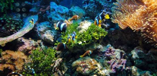 FAPESP Apoia Colaborações Internacionais em Oceanos e Biodiversidade Marinha