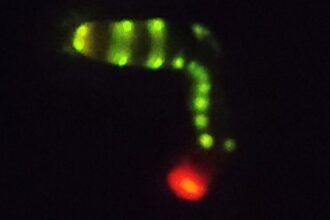 Bioluminescência Avançada: Inovações Inspiradas na Larva do Besouro Brasileiro